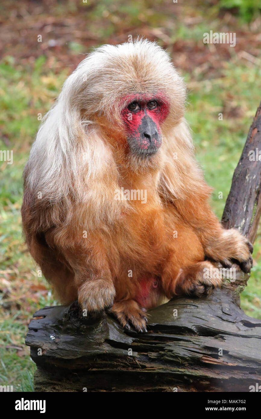 Monkey world ape rescue centre hi-res stock photography and images - Alamy
