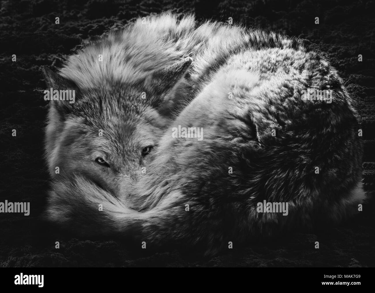 Steppe wolf curled up and looked, on the watch, on an isolated black background Stock Photo