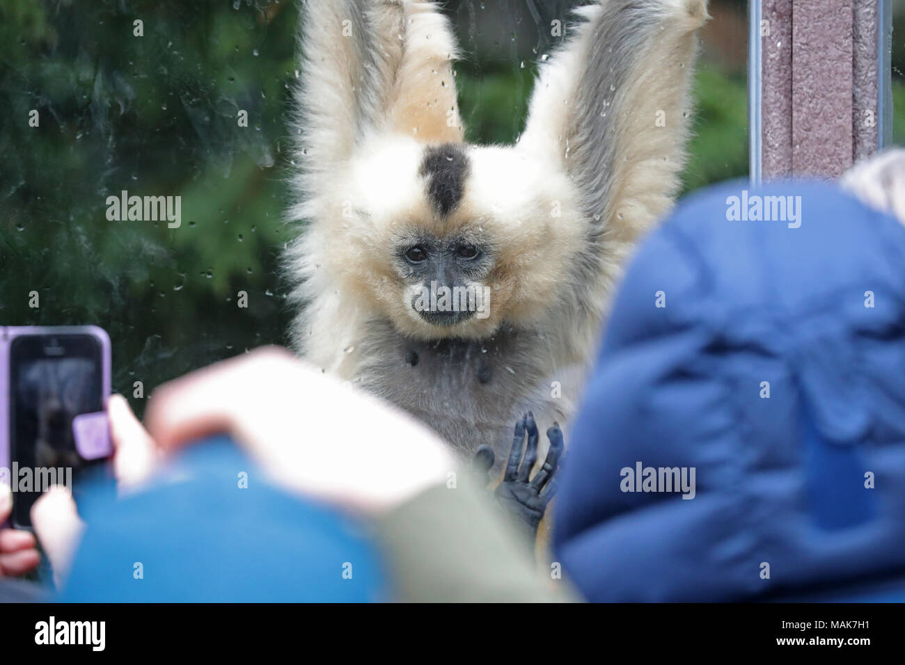 Dorset England 31 03 18 A Female Gibbon At The Monkey World Ape Rescue Centre Stock Photo Alamy