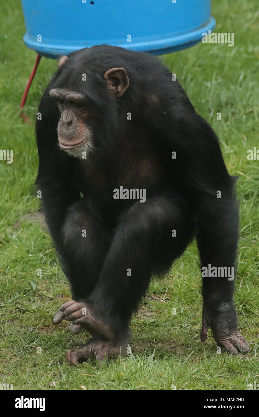 Dorset England 31 03 18 A Chimpanzee Pan Troglodyte At The Monkey World Ape Rescue Centre Stock Photo Alamy
