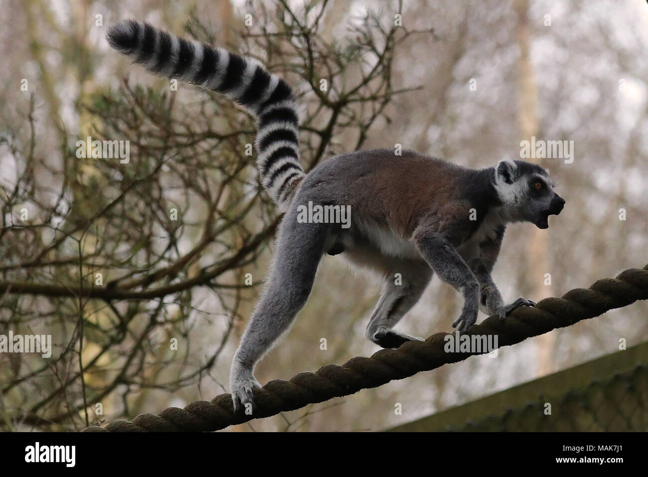 Dorset England 31 03 18 A Ring Tailed Lemur Lemur Catta At The Monkey World Ape Rescue Centre Stock Photo Alamy