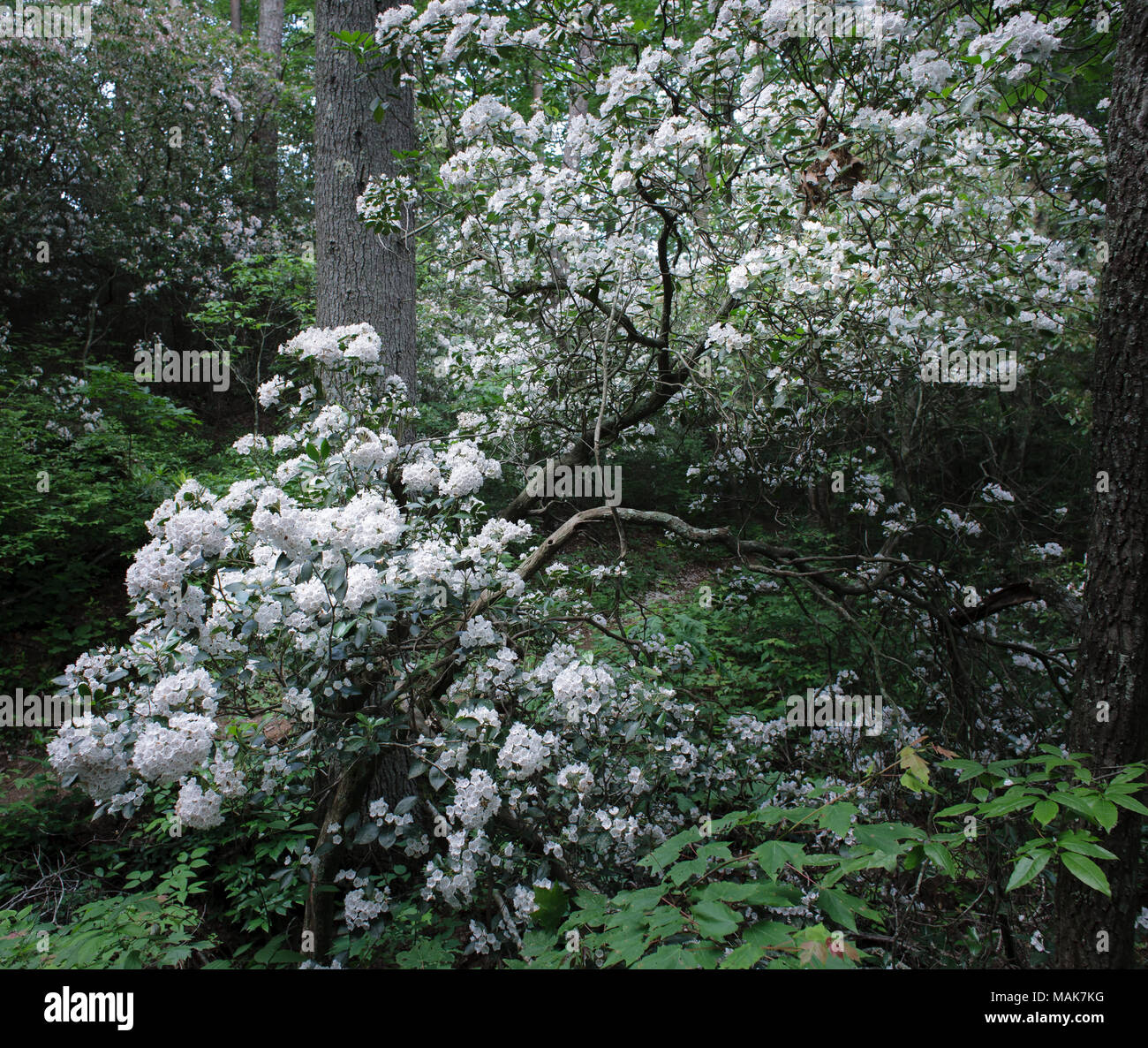 Mountain Laurel blooming in late spring along the Bartram Trail outside Clayton, Georgia. Stock Photo