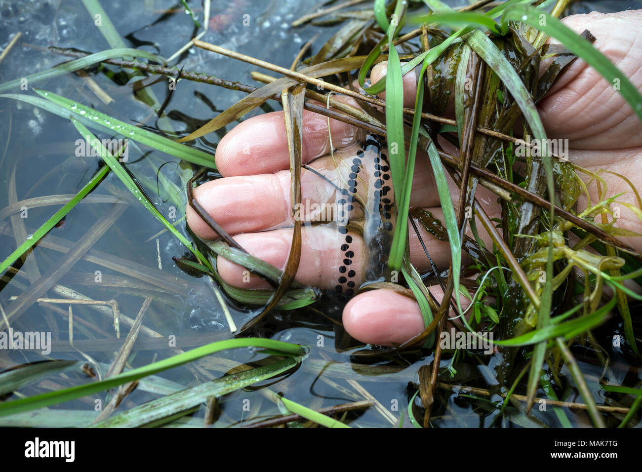 Long String Frog Eggs