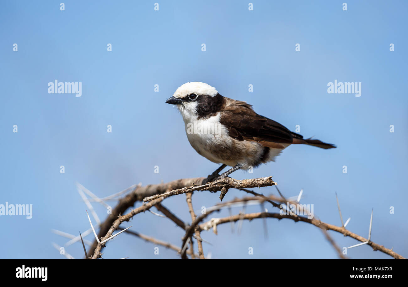 The northern white-crowned shrike or white-rumped shrike, is a shrike found in dry thornbush, semi-desert, and open acacia woodland in east Africa. Stock Photo
