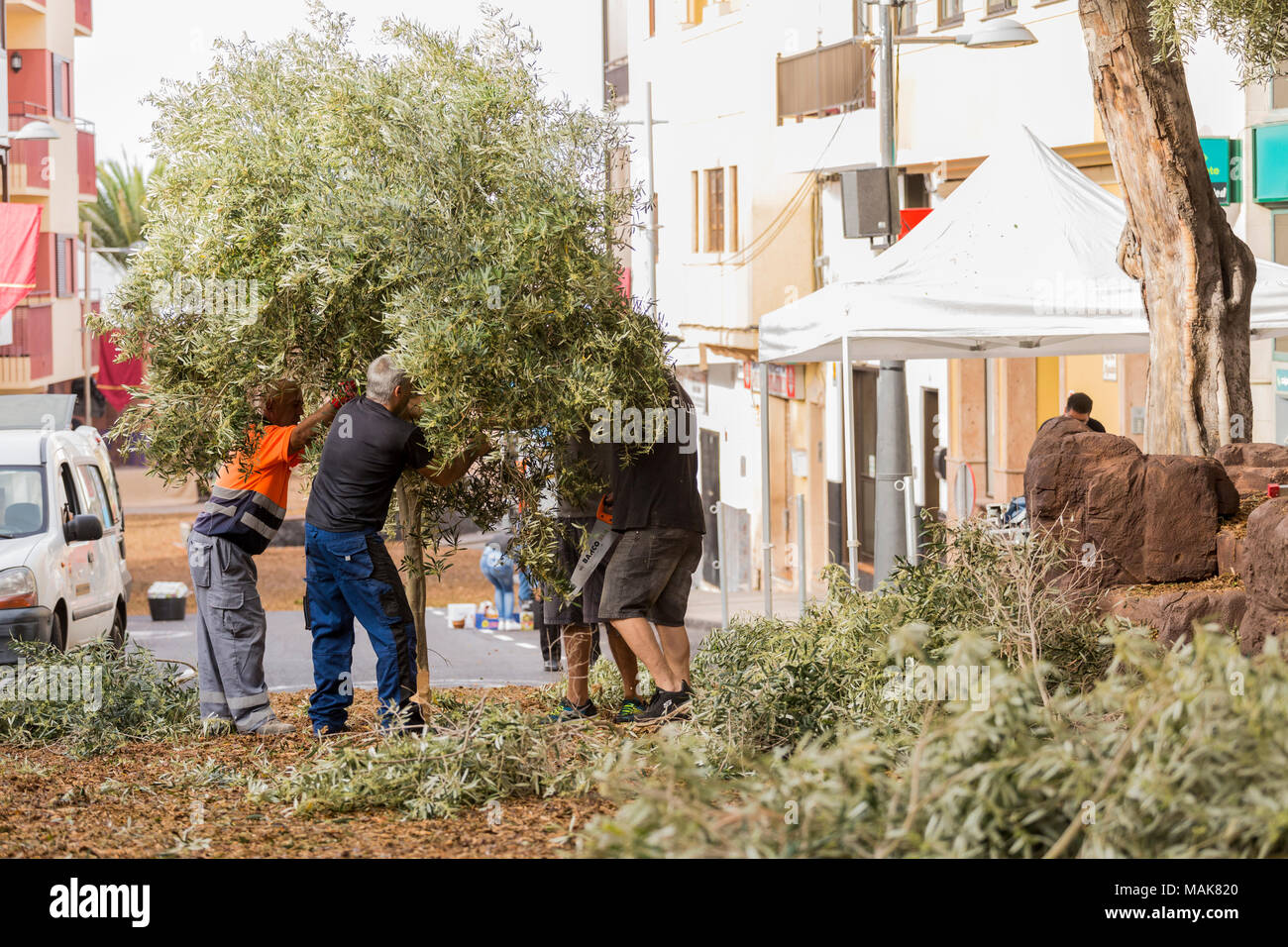 Scenes being set up for the annual Good Friday Passion Play in the Calle Grande, installing shrubbery for the garden of Gethsamene stage, Adeje, tener Stock Photo