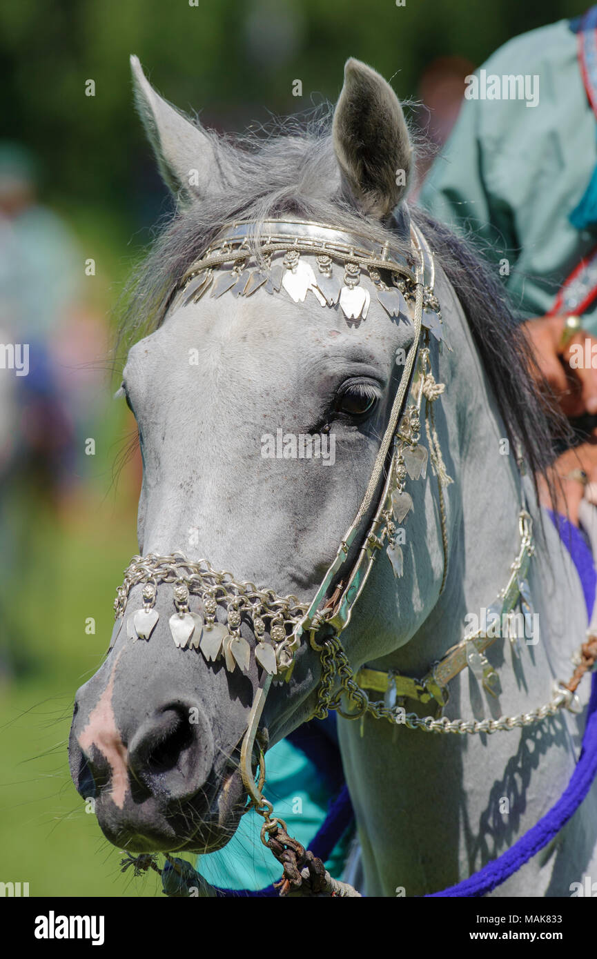 Members of the Arab show group "Royal Cavalry of Oman" ride in magnificent robes during the big horse event "Horse International" in Munich. Stock Photo