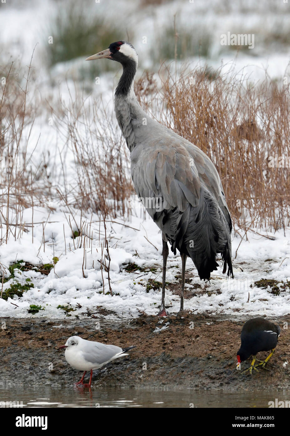 Common Crane - Grus grus In snow Stock Photo