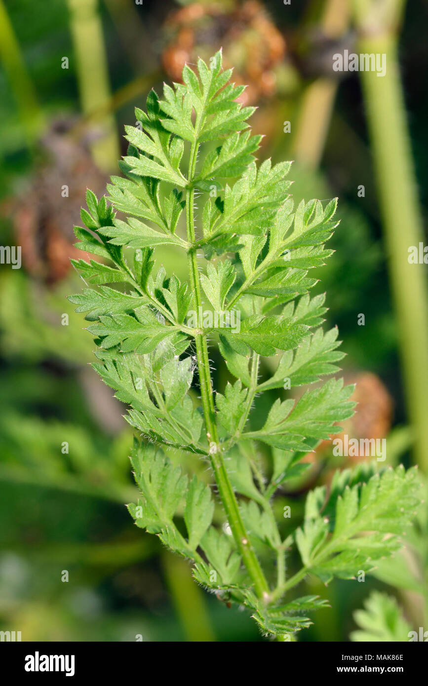Wild Carrot Leaf - Daucus carota Details of Leaf Stock Photo - Alamy