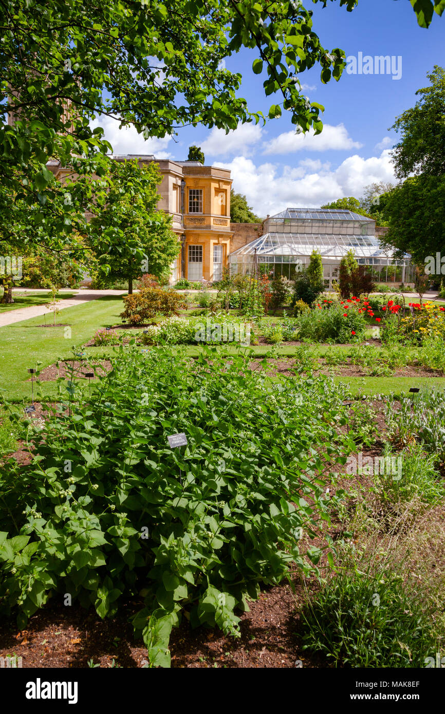 OXFORD, UK - JUN 15, 2013: Plants and greenhouse at University of Oxford Botanic Garden, the oldest botanic garden in Great Britain and one of the old Stock Photo