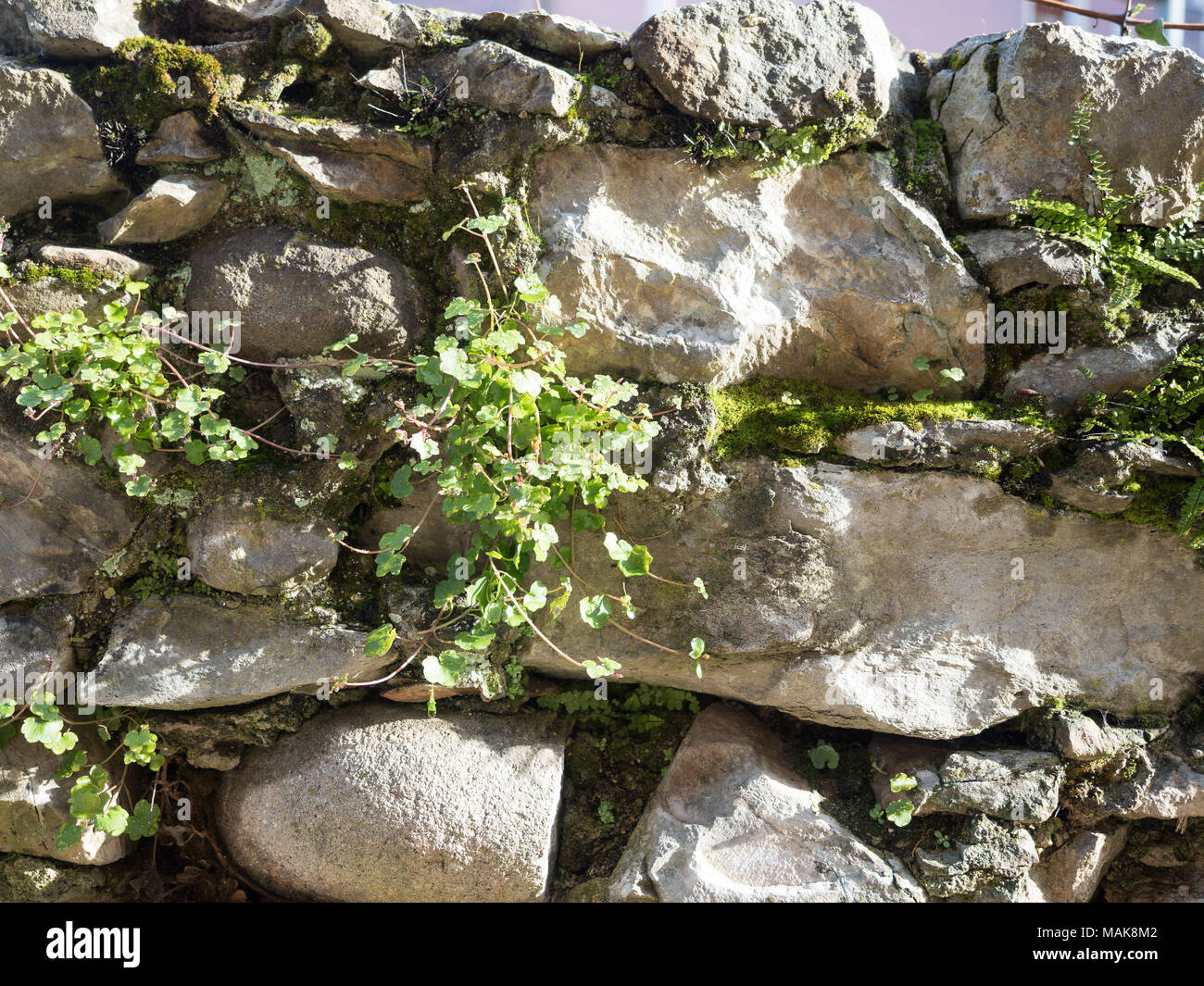 wall background and musk Stock Photo - Alamy