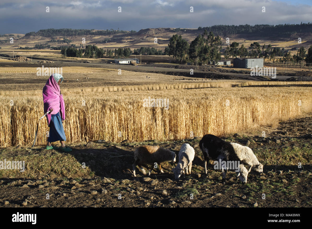 Shepherdess, flock of sheep in the Amhara region ( Ethiopia) Stock Photo