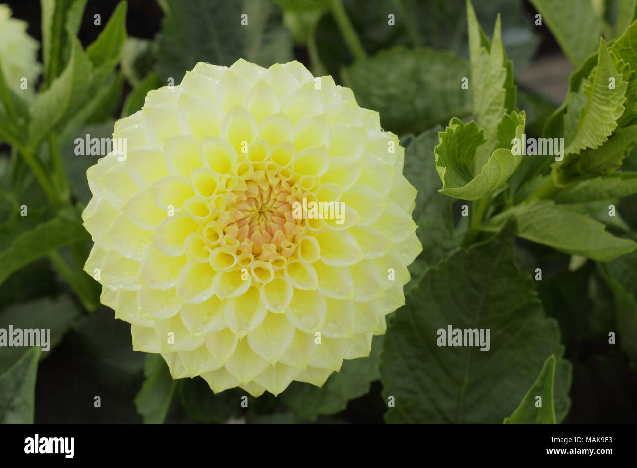 Dahlia 'Cream Diane' flower in full boom, late summer, UK Stock Photo