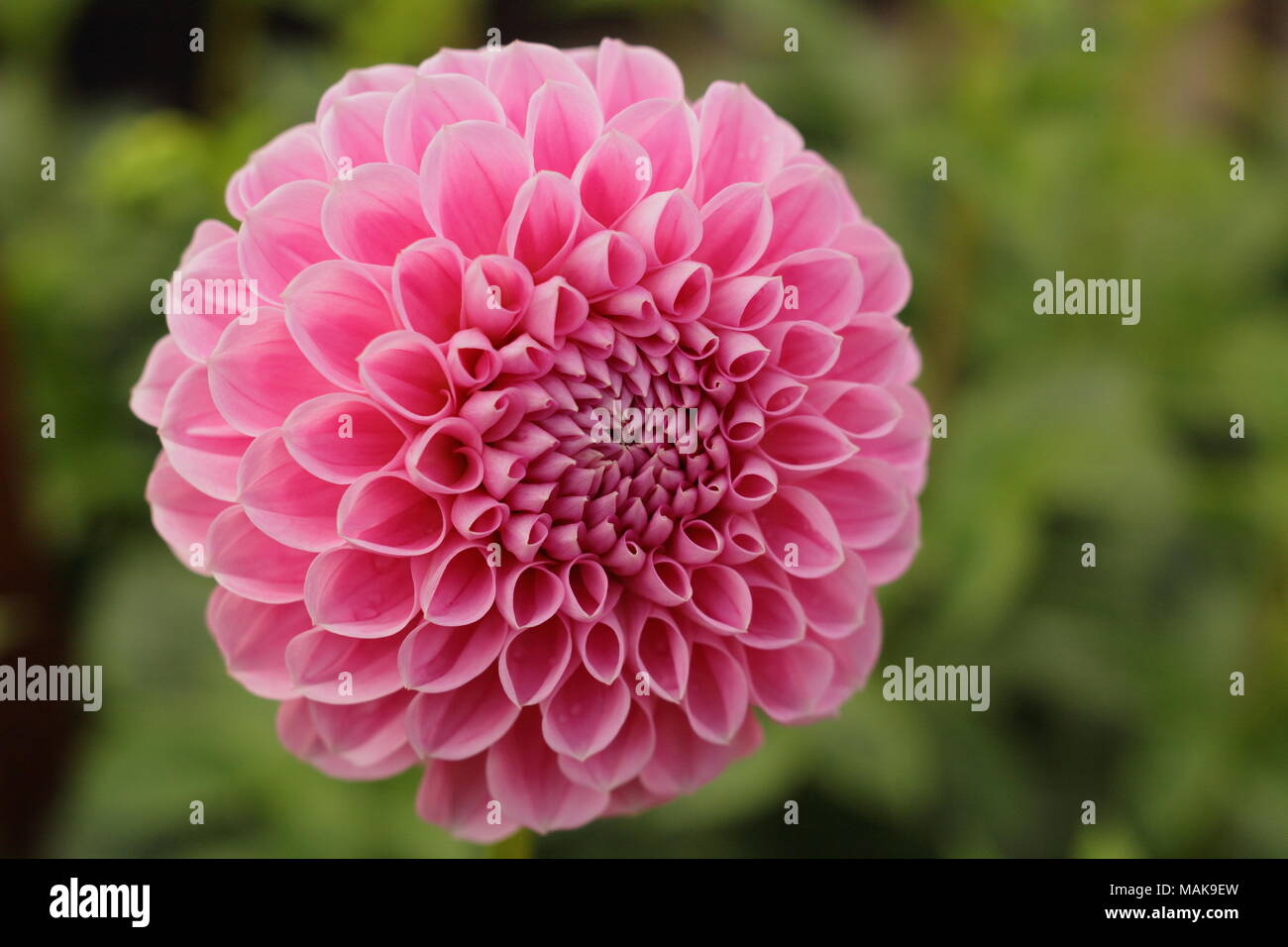 Dahlia 'Eye Candy' flower in full boom, late summer ,UK Stock Photo