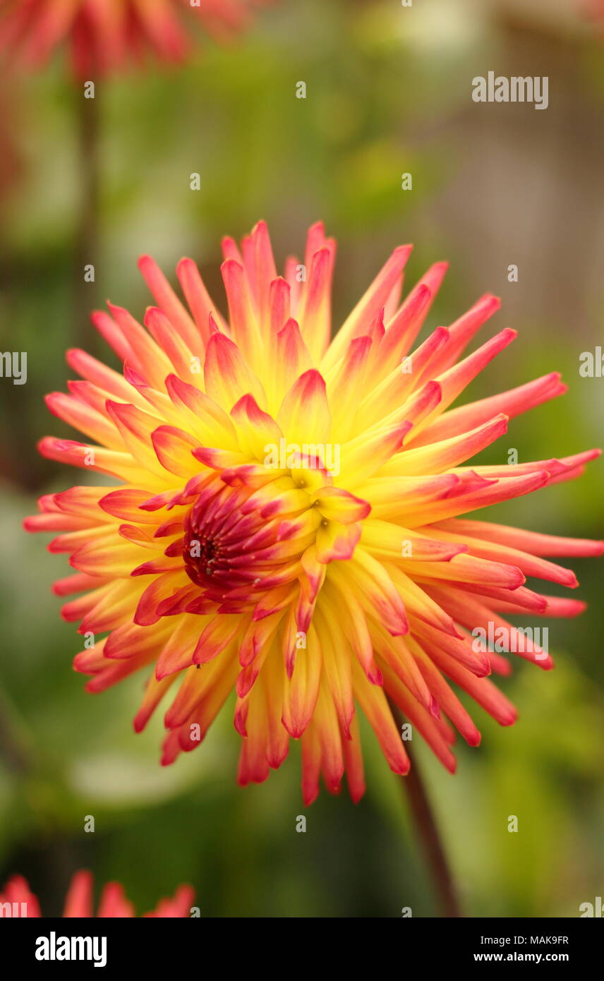 Josudi Aurora dahlia flower in full boom, late summer ,UK Stock Photo