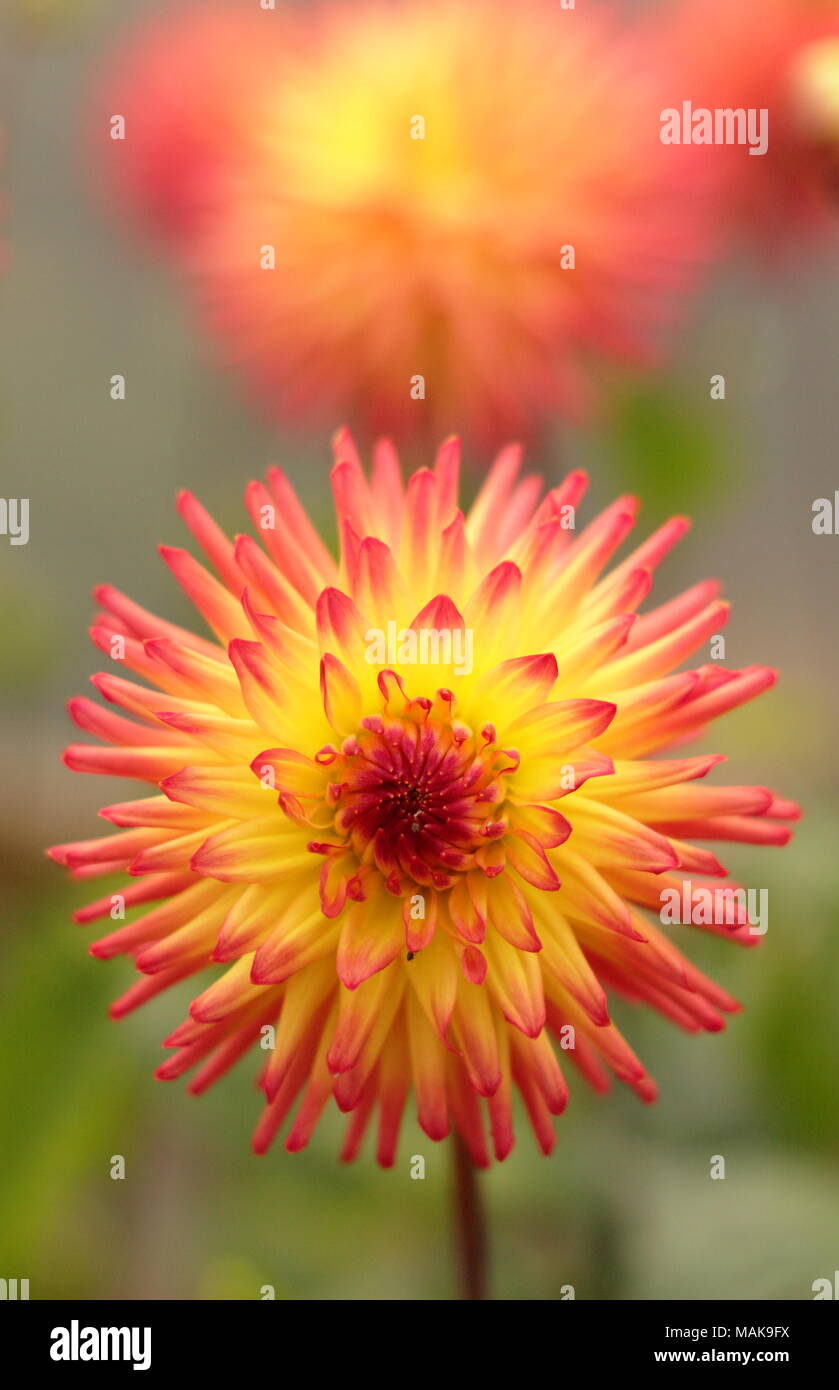 Josudi Aurora dahlia flower in full boom, late summer ,UK Stock Photo