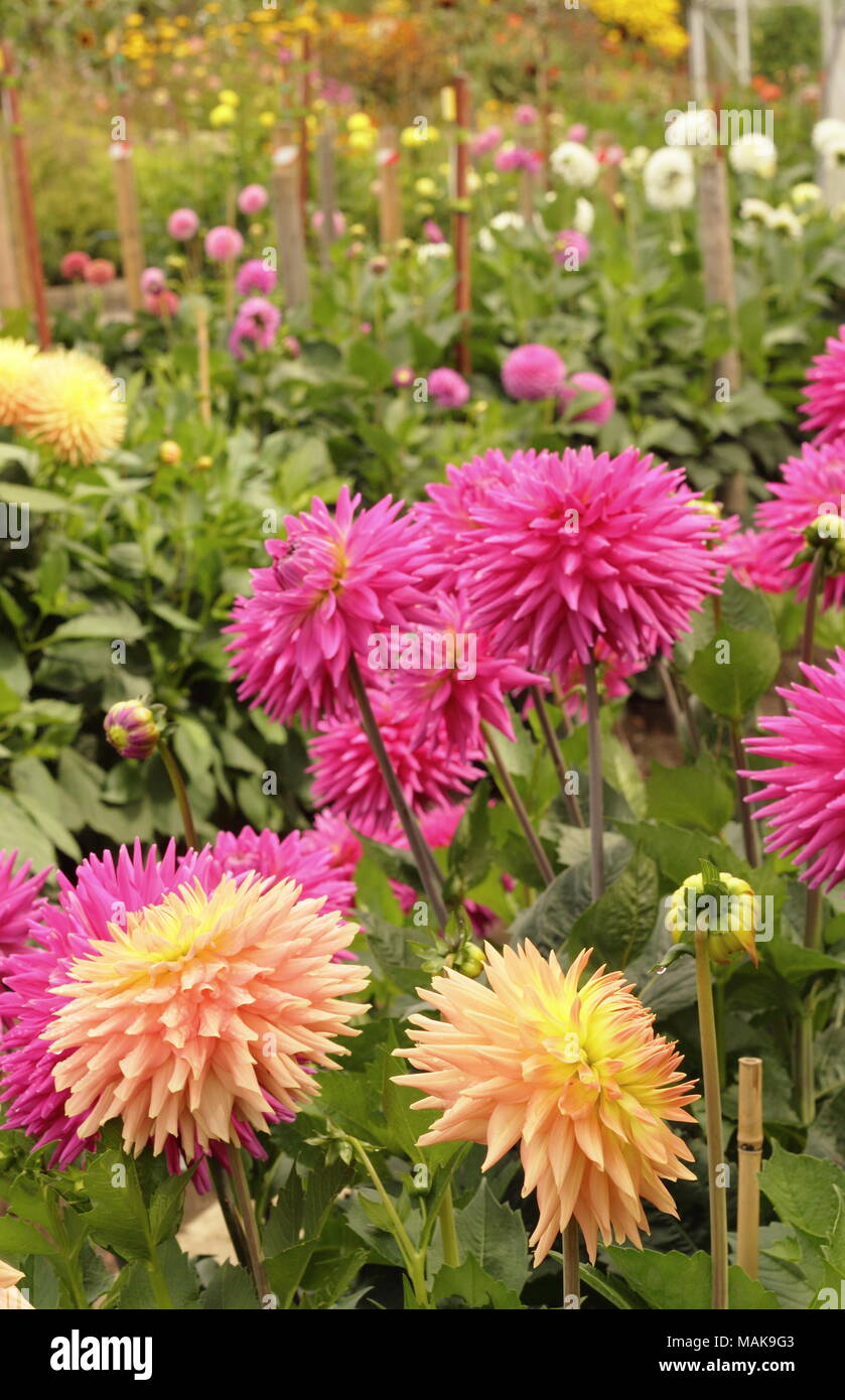 Dahlias in full bloom at the National Dahlia Society trial gardens at Golden Acre Park, a public park near Bramhope, Leeds, Yorkshire, UK Stock Photo