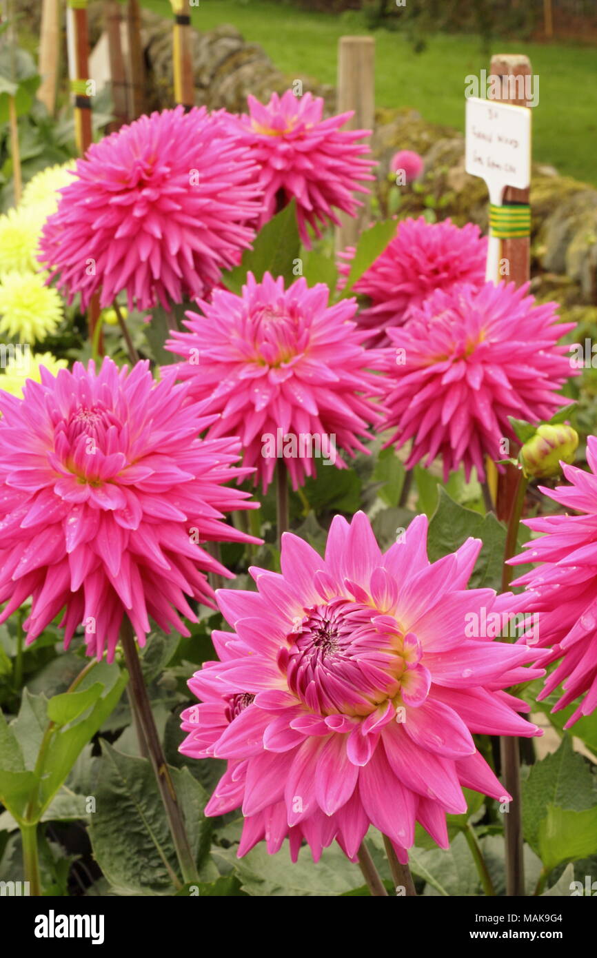 Dahlias in full bloom at the National Dahlia Society trial gardens at Golden Acre Park, a public park near Bramhope, Leeds, Yorkshire, UK Stock Photo