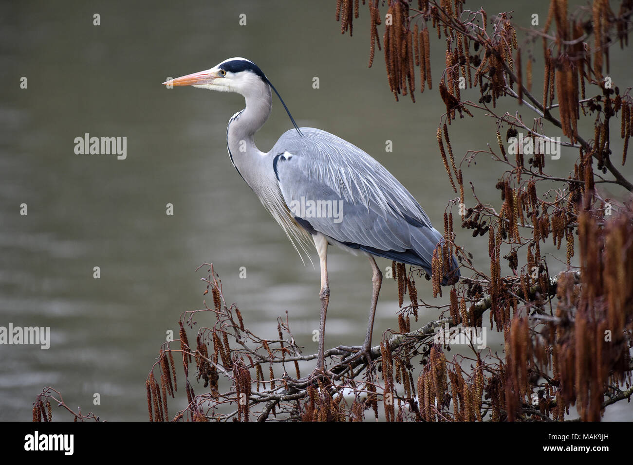 Grey heron Ardea cinerea on River Loiret in Olivet France Stock Photo