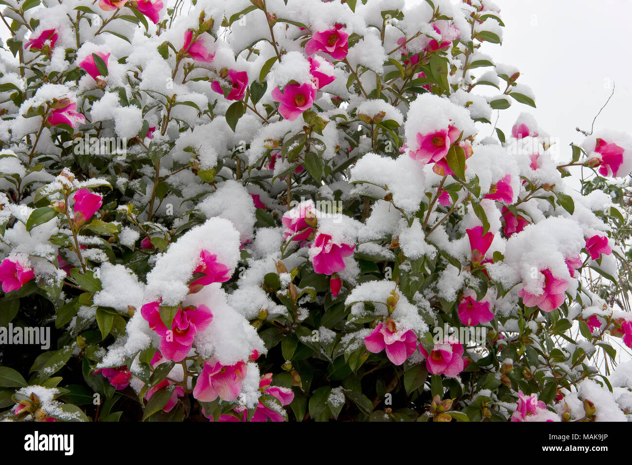 Camellia shrub with pink flowers covered with spring snow in a suburban garden in southern England Stock Photo