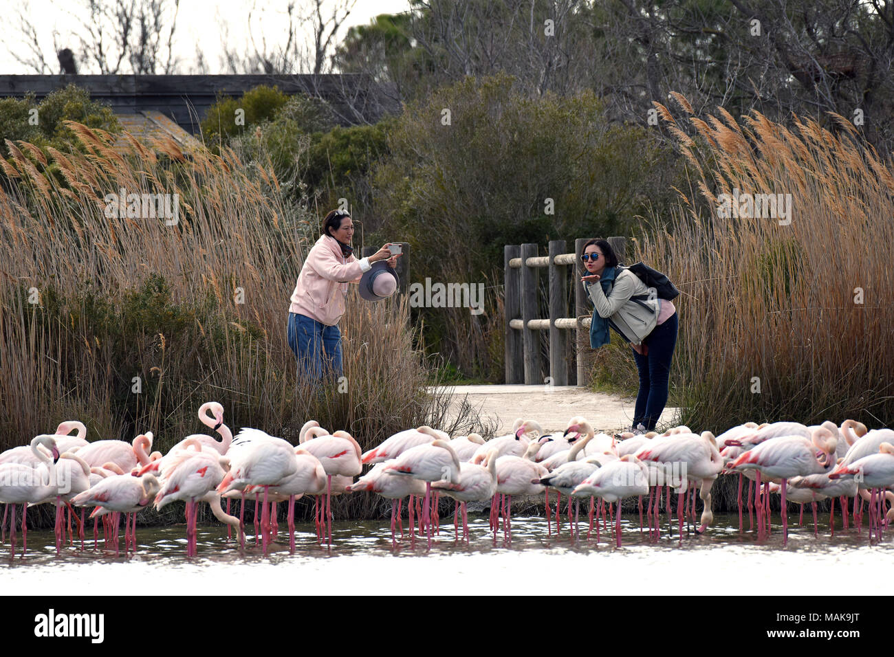 Female tourists posing with the pink Flamingos in the ornithological park Camargue, France. Stock Photo