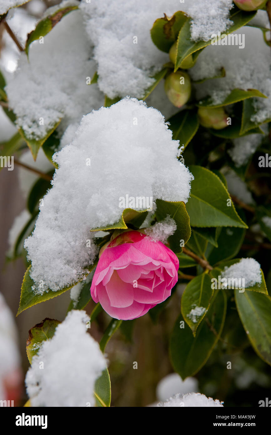 Camellia shrub with pink flowers covered with spring snow in a suburban garden in southern England Stock Photo