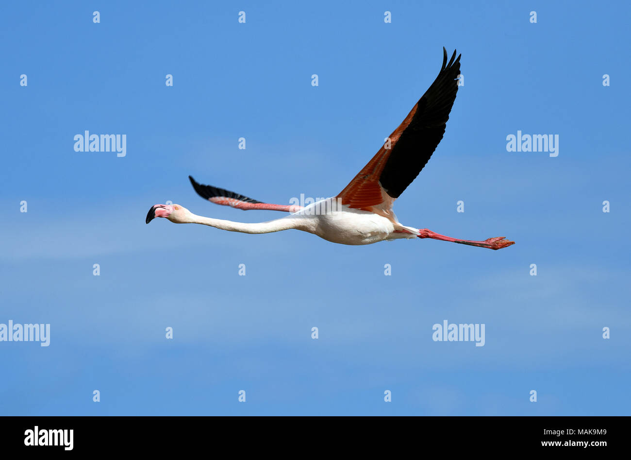 Pink Flamingo in flight in the Camargue, France. Stock Photo