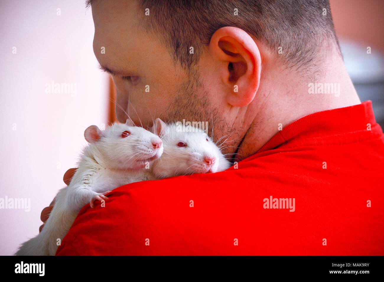 Two home of the albino rat sitting on the shoulder of a man. Stock Photo