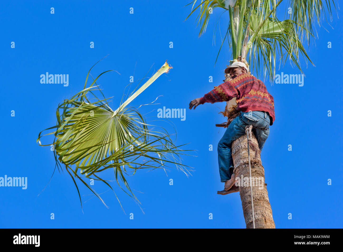 Palm cutting hires stock photography and images Alamy