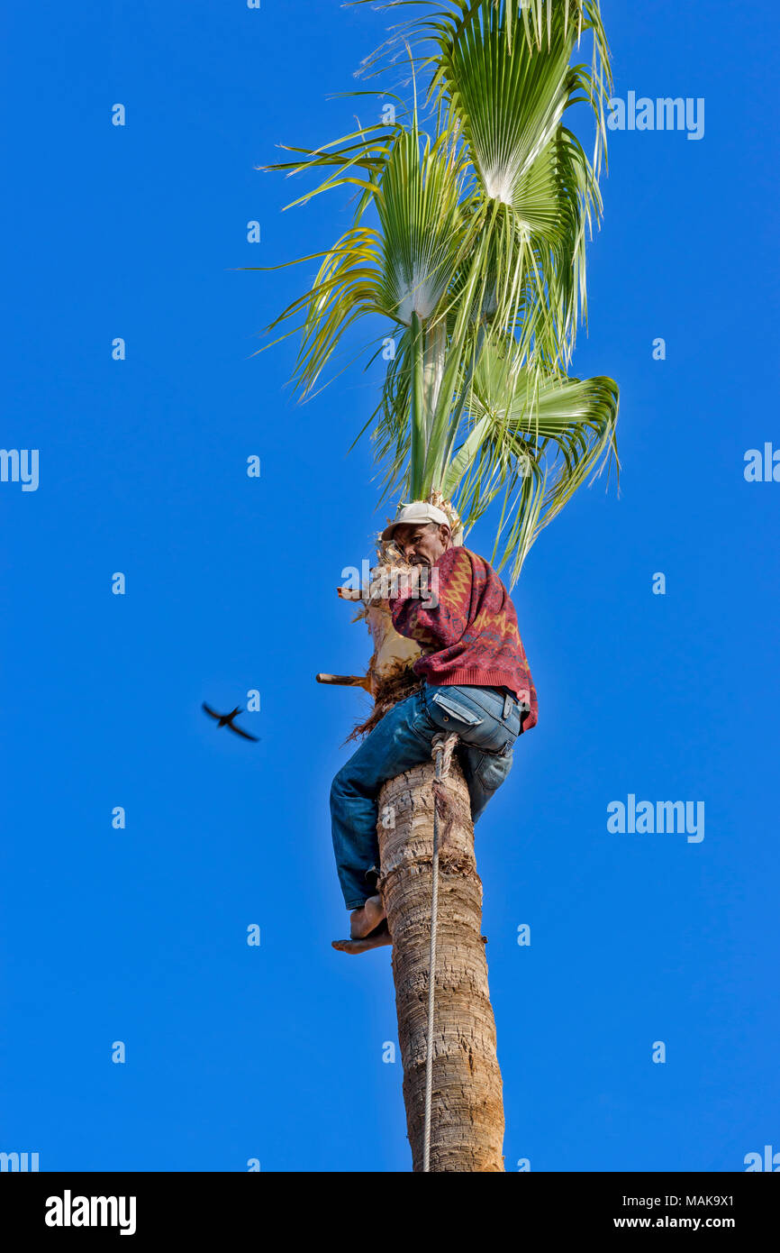 Trimming a palm tree hires stock photography and images Alamy