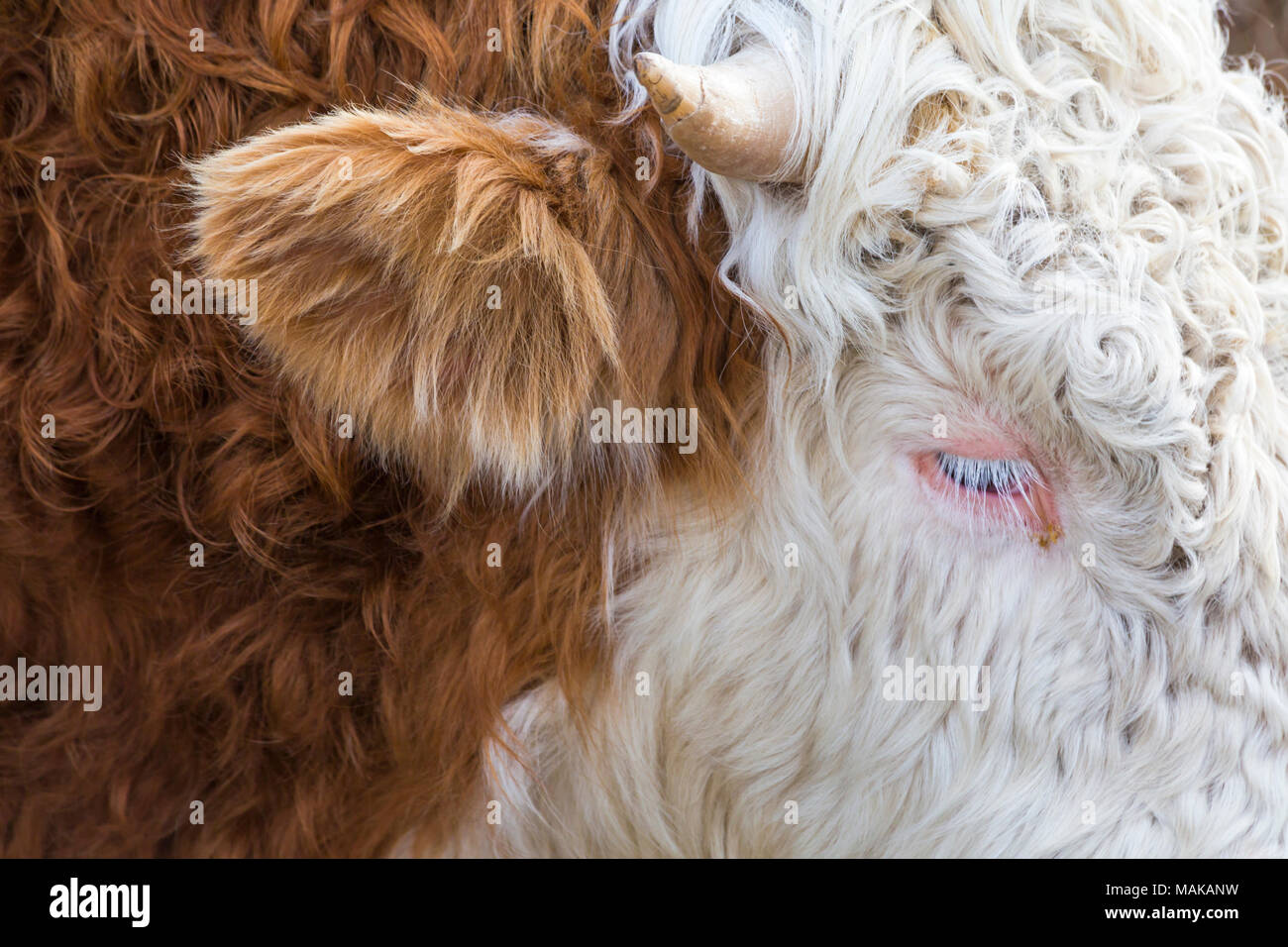 Abstract close up detail of Highland cattle cow in Isle of Skye, Scotland, UK in March Stock Photo