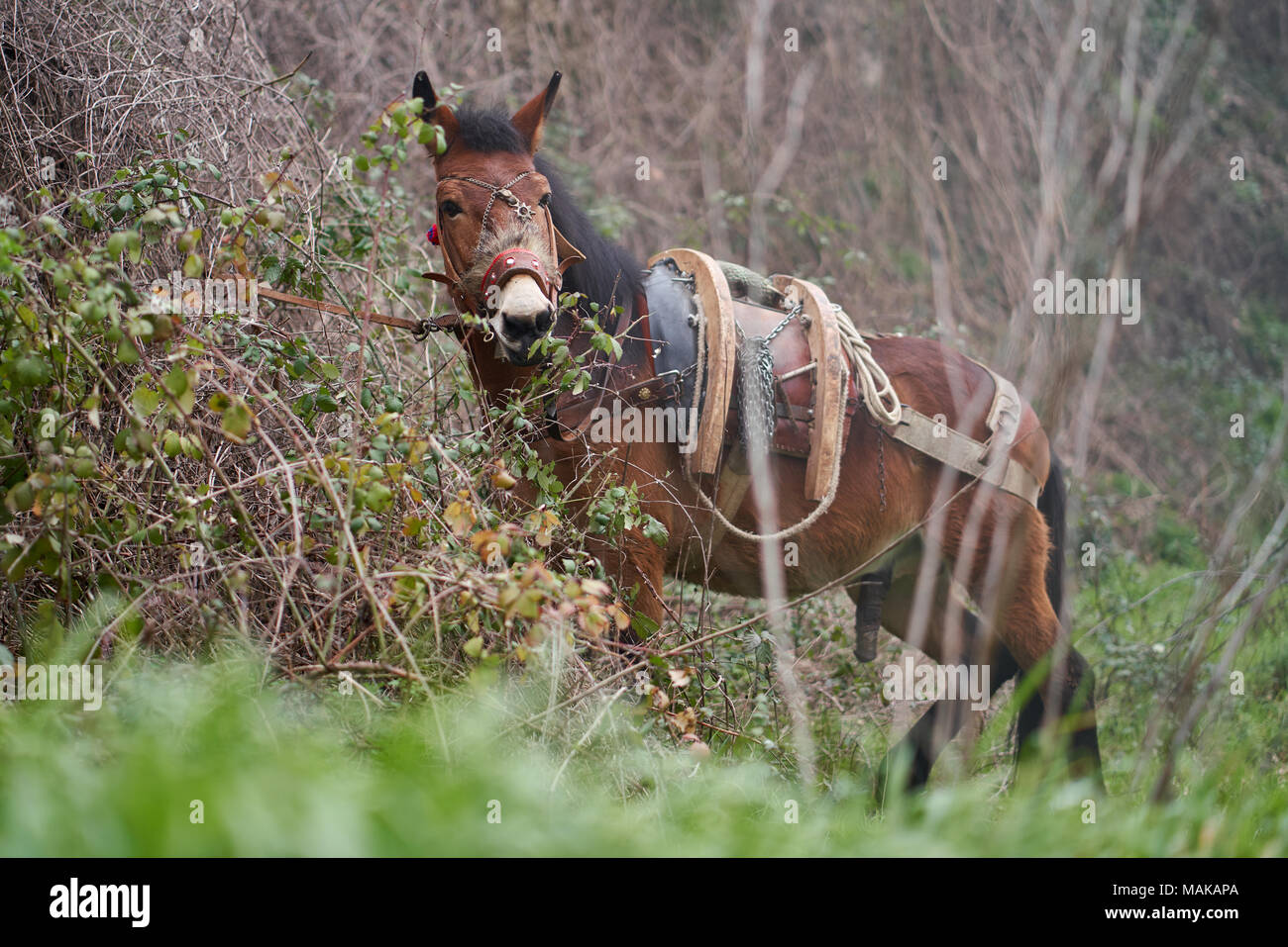 Male brown horse eating leaves in the forest located at Positano, Italy