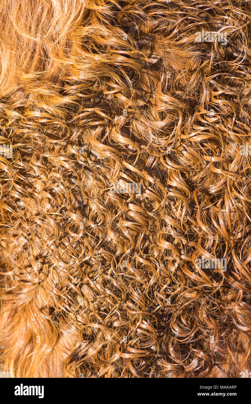 Abstract close up detail of hair of Highland cattle cow in Isle of Skye, Scotland, UK in March Stock Photo