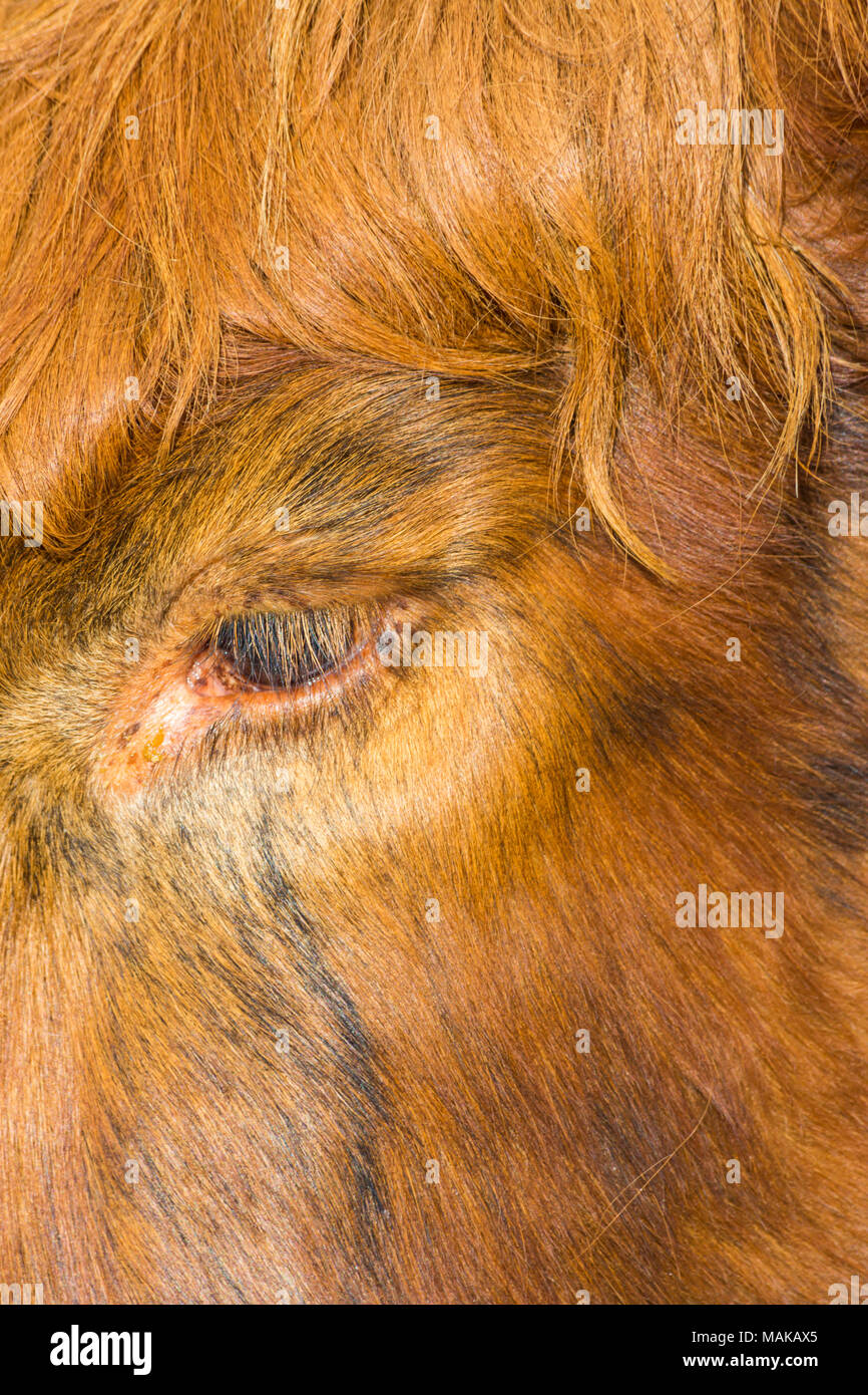 Abstract close up detail of eye and eye lashes of Highland cattle cow in Isle of Skye, Scotland, UK in March Stock Photo