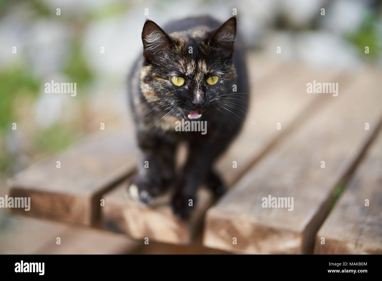 Shallow depth of field portraiture of wild black calico cat or tortoiseshell cat with colored patches. Stock Photo