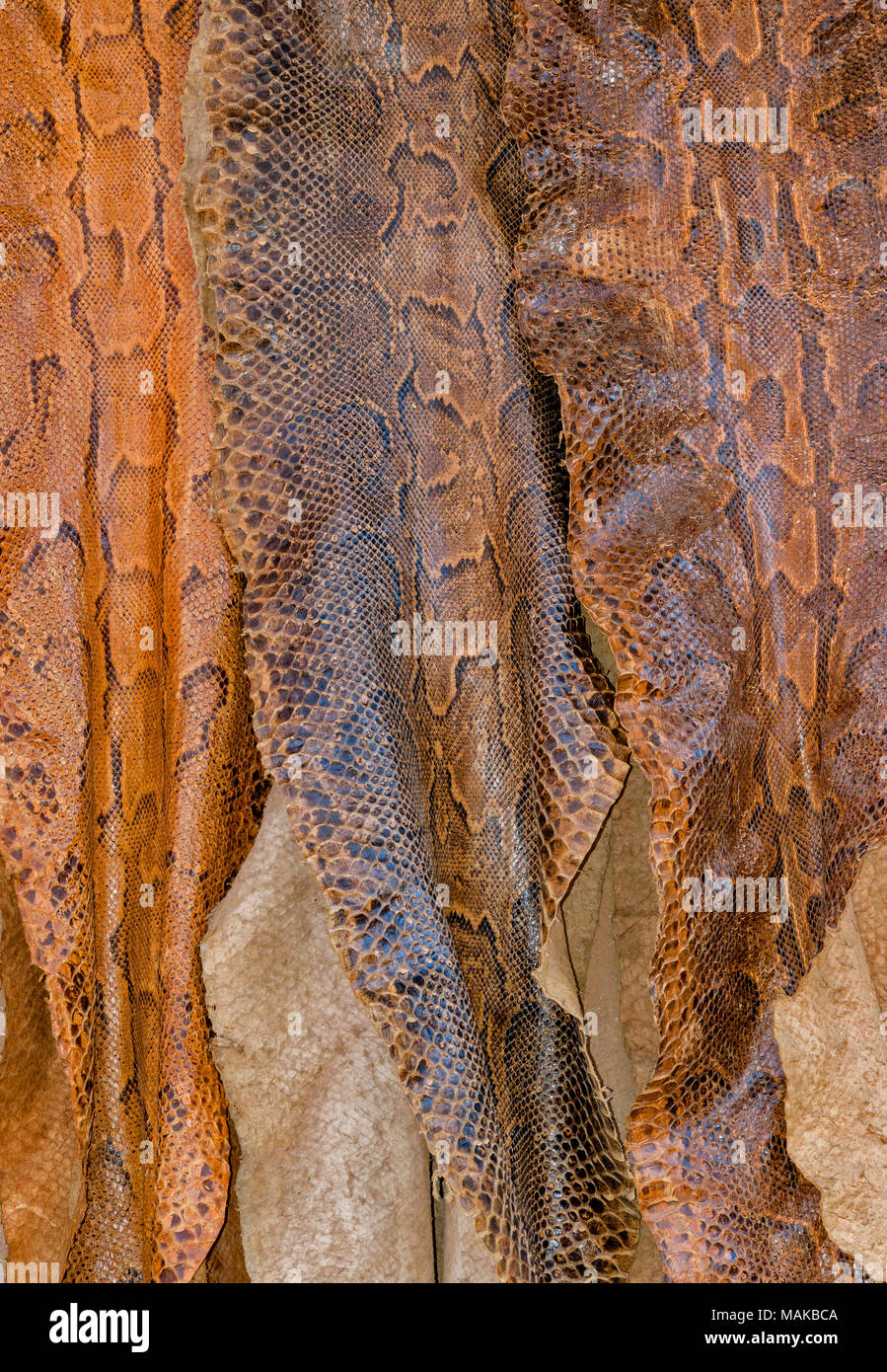 Python snake skin hi-res stock photography and images - Alamy