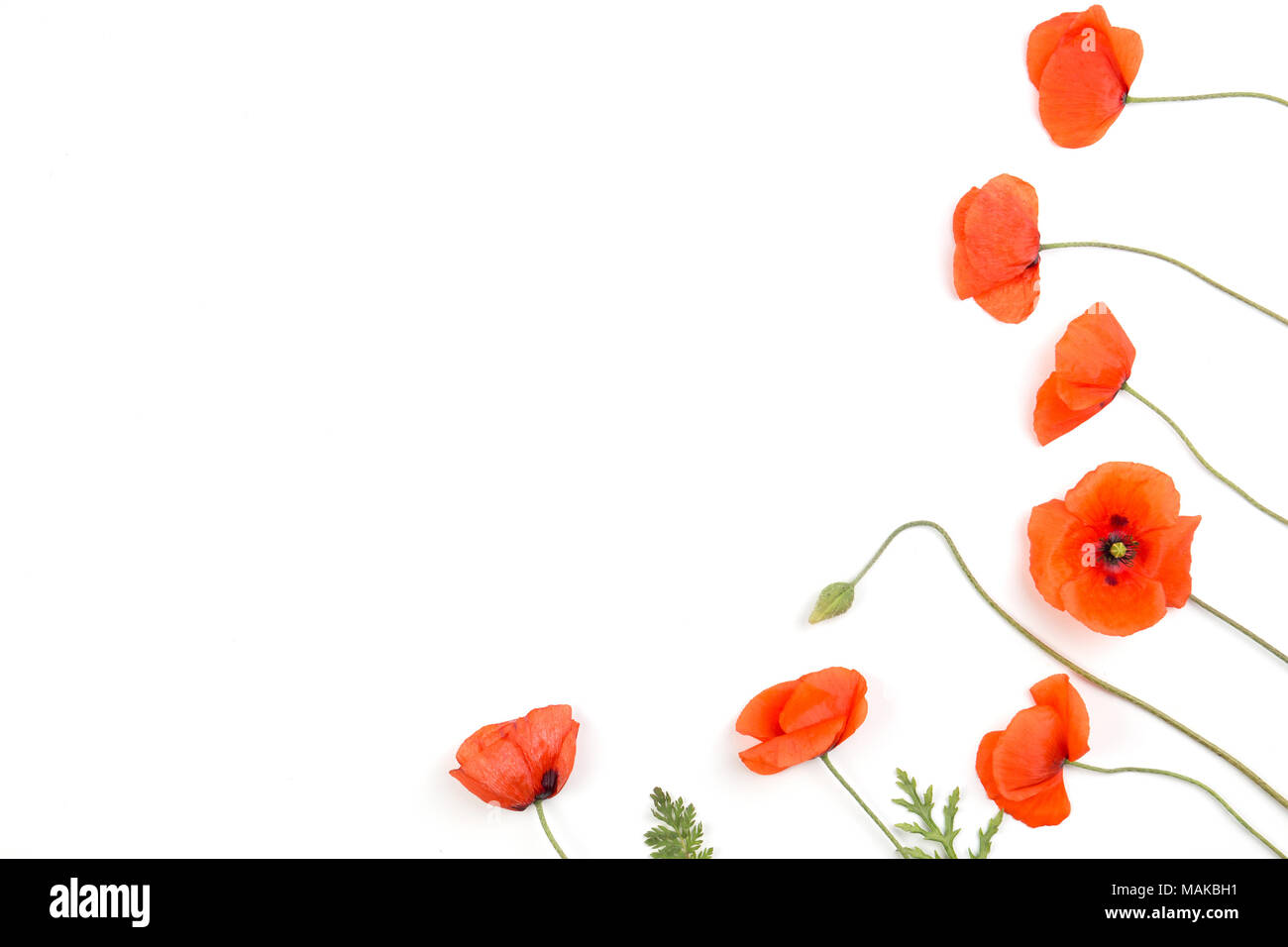 Red poppies frame on white background Stock Photo - Alamy