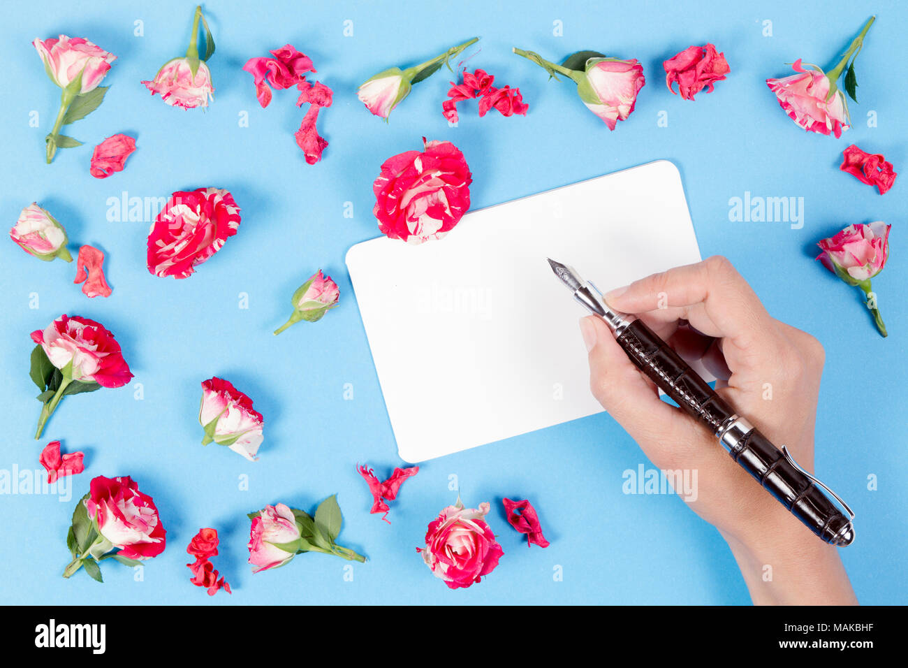 Woman hand writing on blank card.Fresh roses on blue background Stock Photo