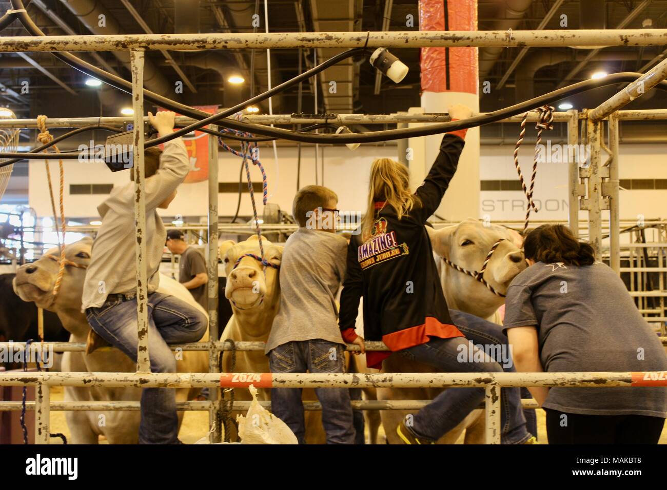 Houston livestock and rodeo hi-res stock photography and images - Alamy