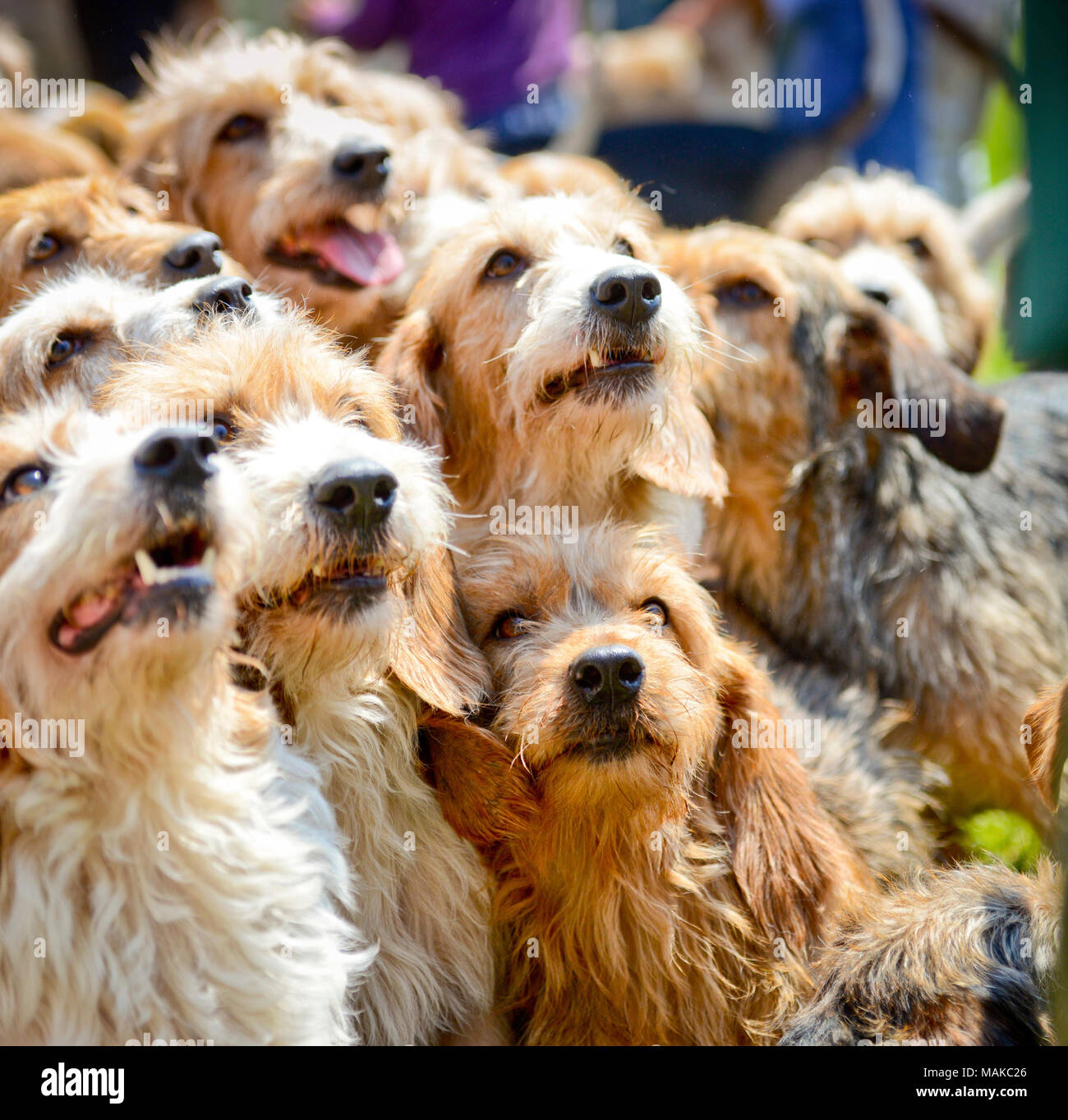 Lots of dogs crowd each other for best positions at The South of