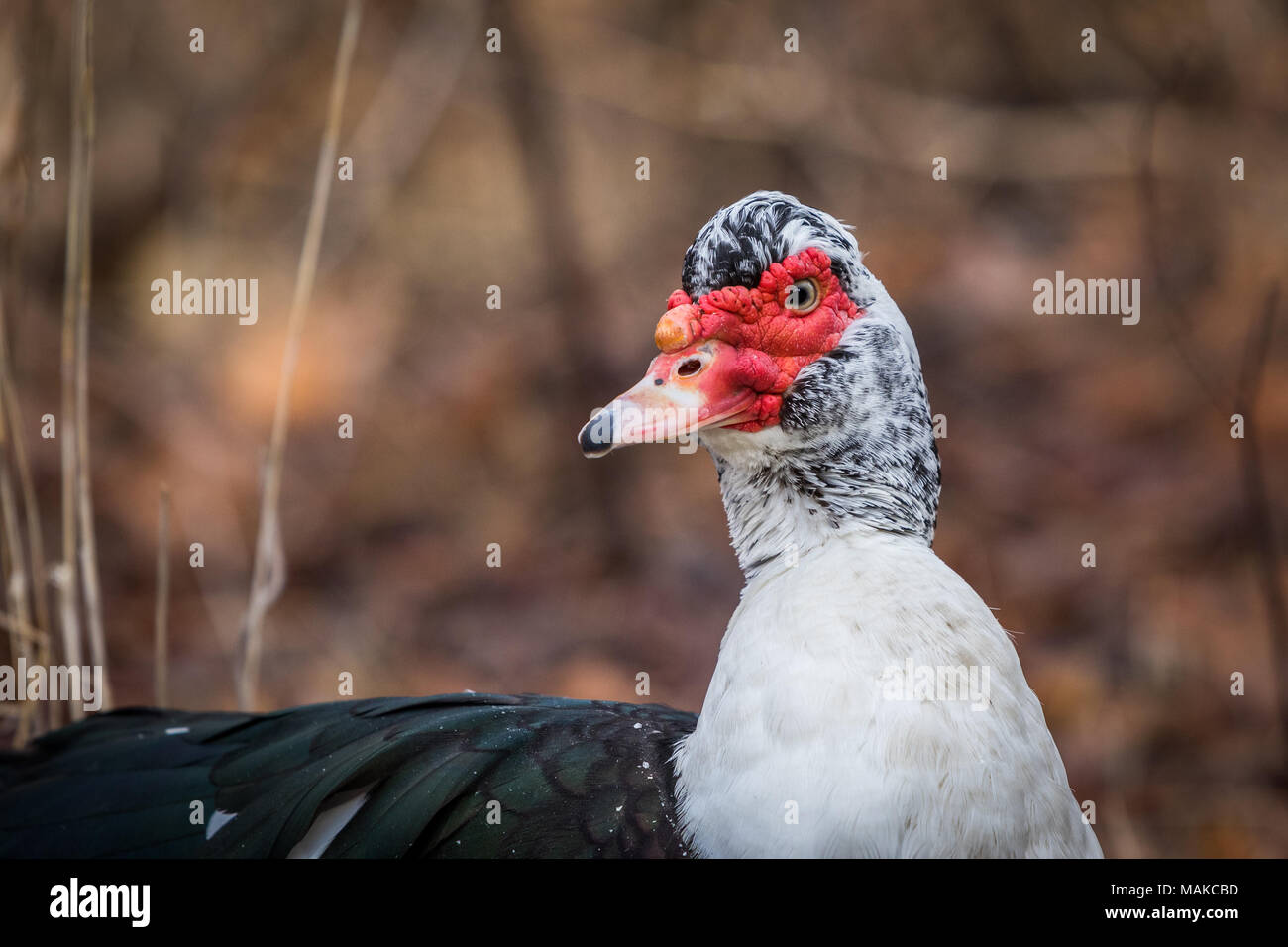 A Muscovy Duck rests on the ground, taking a break from a short flight. Stock Photo
