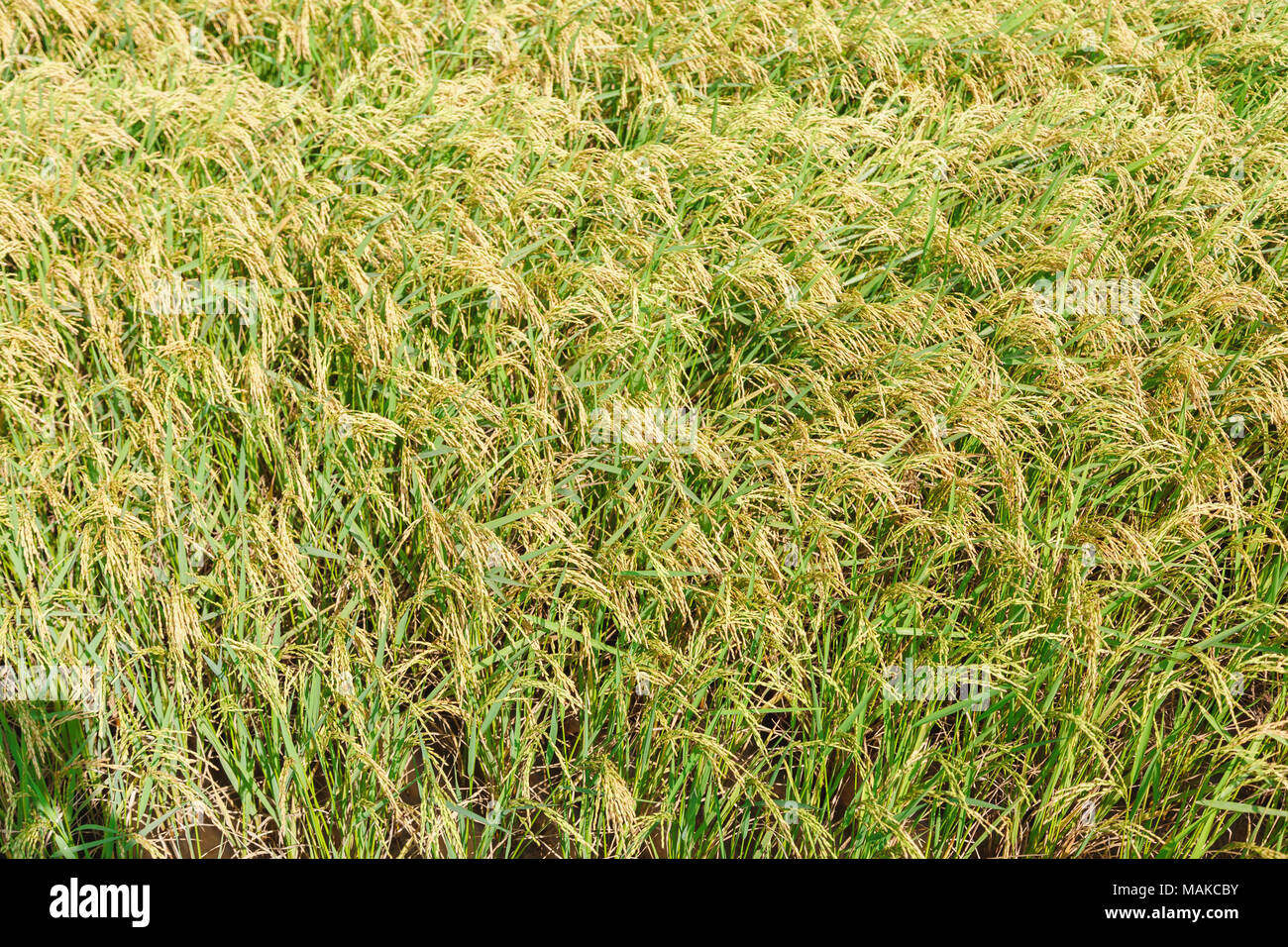 rice, rice field, blue sky, Sri Lanka, harvesting Stock Photo - Alamy