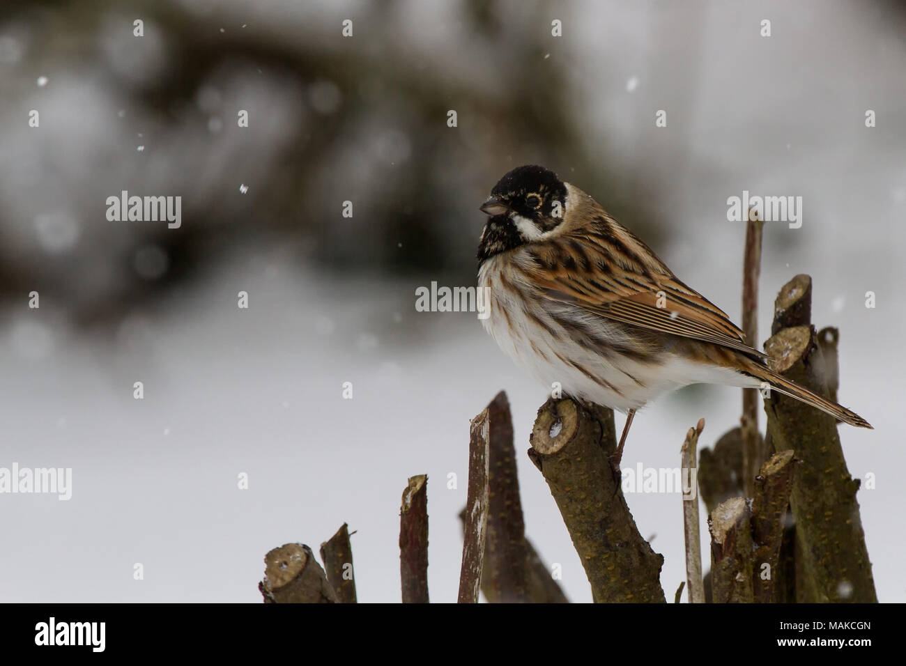 Reed Bunting (Emberiza scoeniclus) in Snowy Conditions in the UK Stock Photo