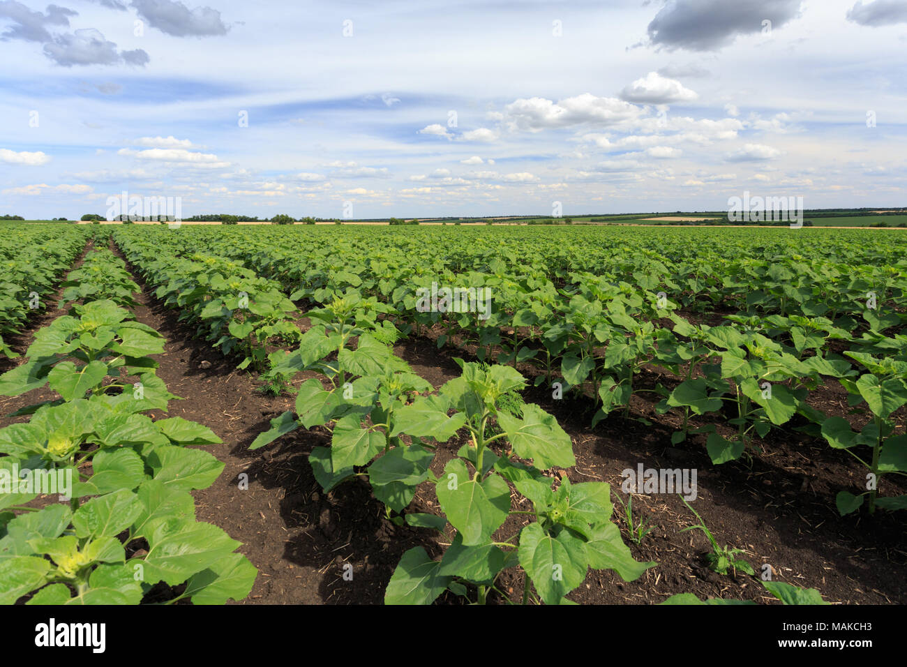 Young sunflower's rows in the field under cloudy sky Stock Photo - Alamy