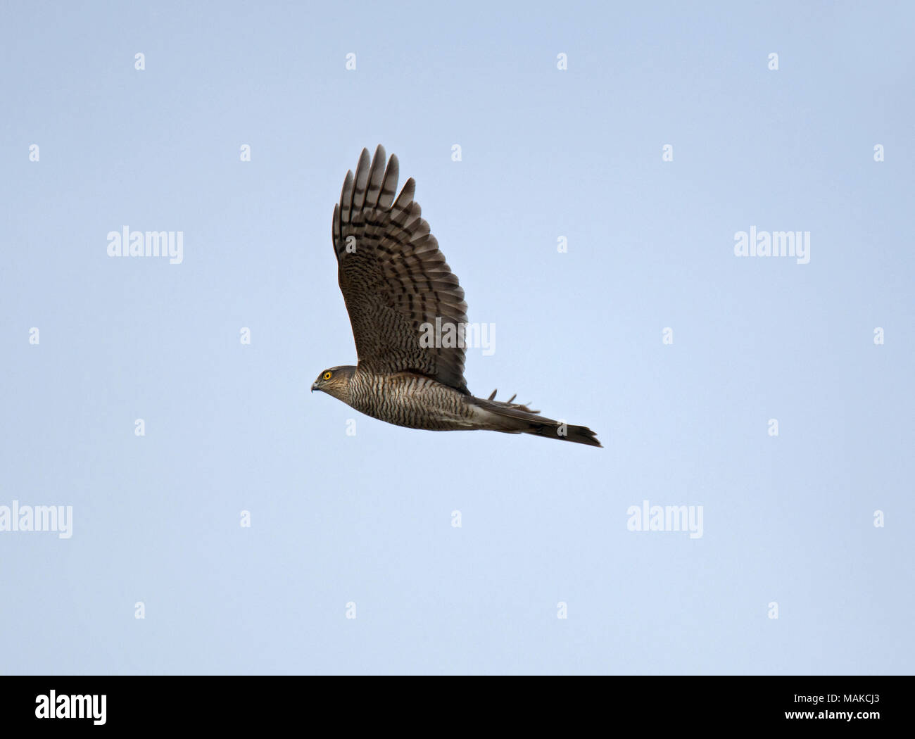 Eurasian Sparrowhawk, Accipiter nisus, adult female, in flight, Lancashire, England, UK Stock Photo