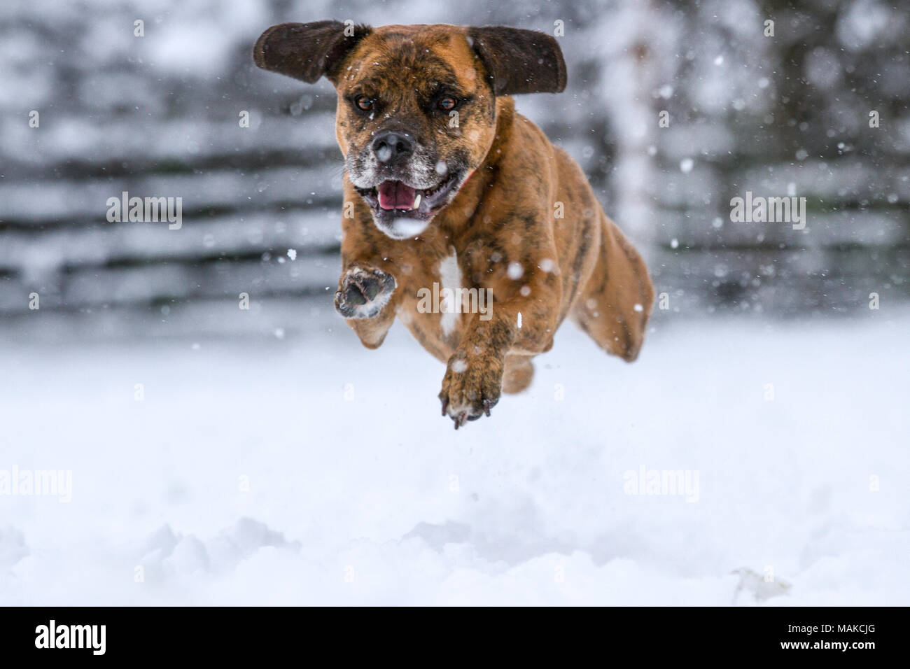 Why Do Dogs Get So Excited In The Snow