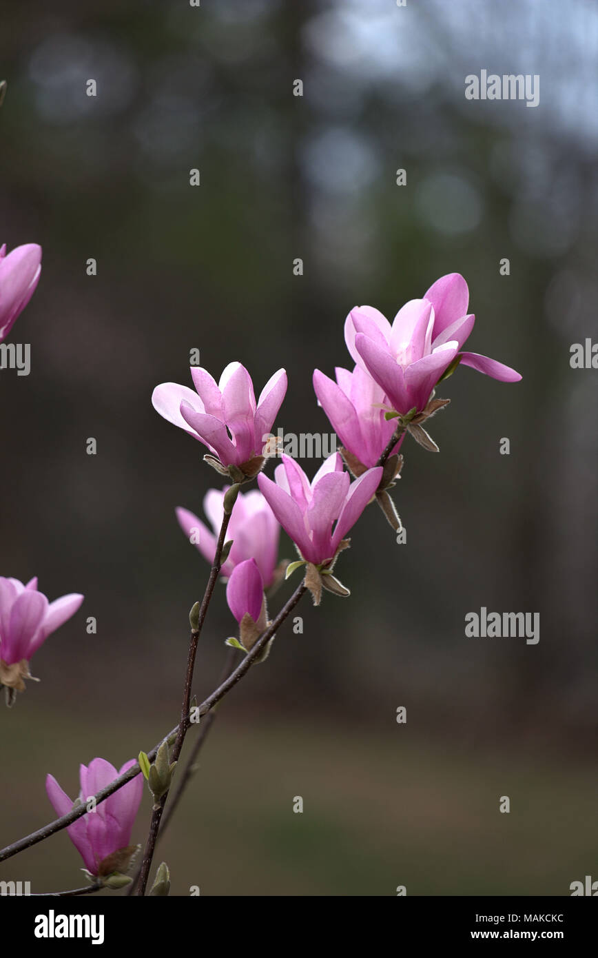 Magnolia petals hi-res stock photography and images - Alamy