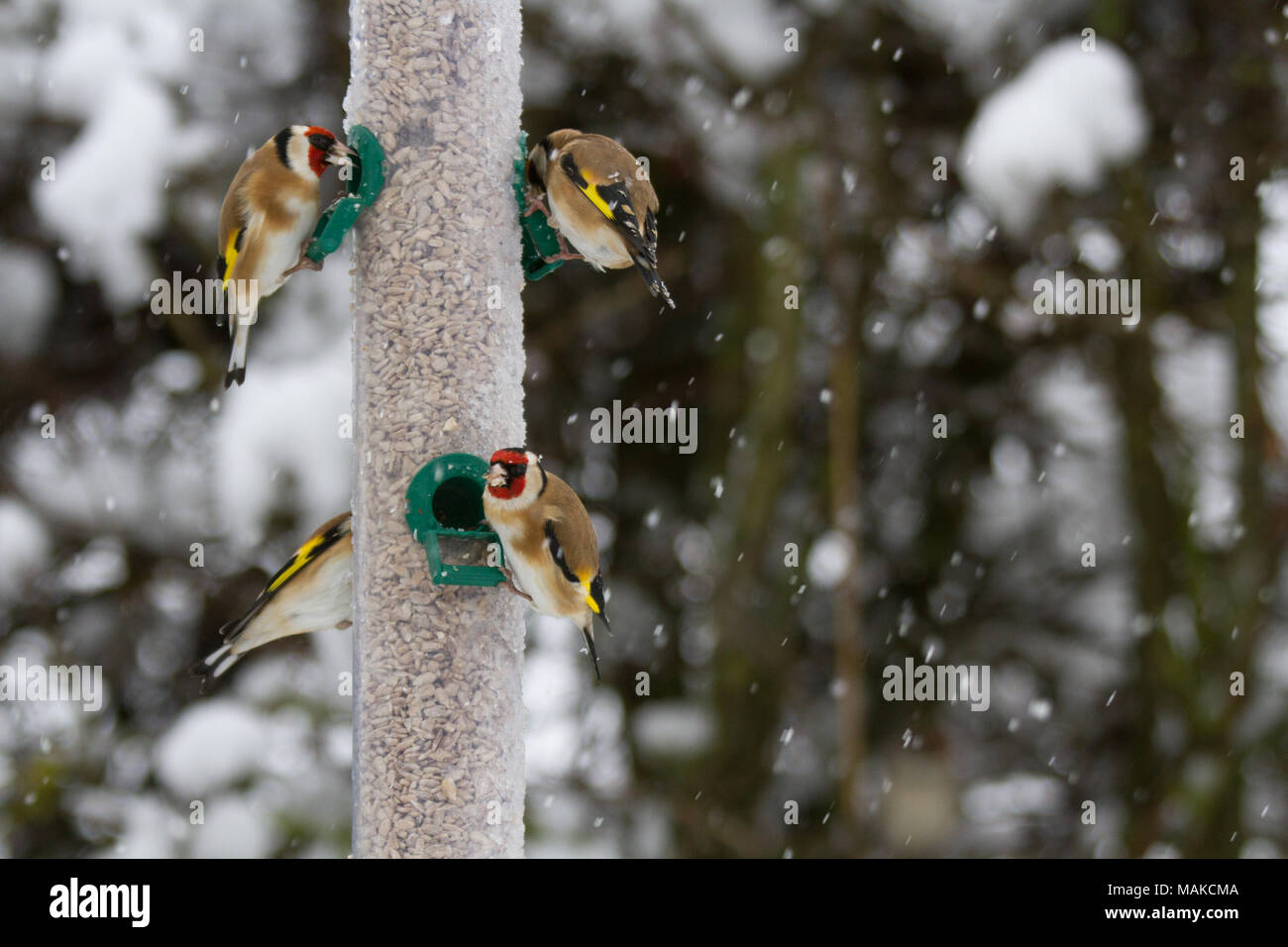 Goldfinches (Carduelis carduelis) on feeder in winter snow, Untied Kingdom Stock Photo