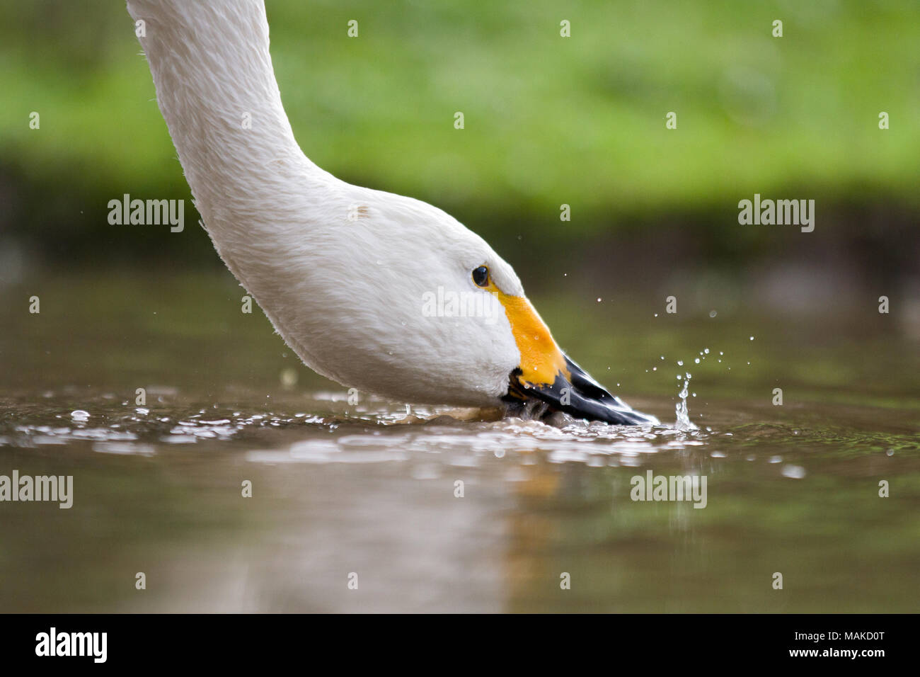 Whooper Swan having a drink from a puddle, Gloucestershire, UK Stock Photo