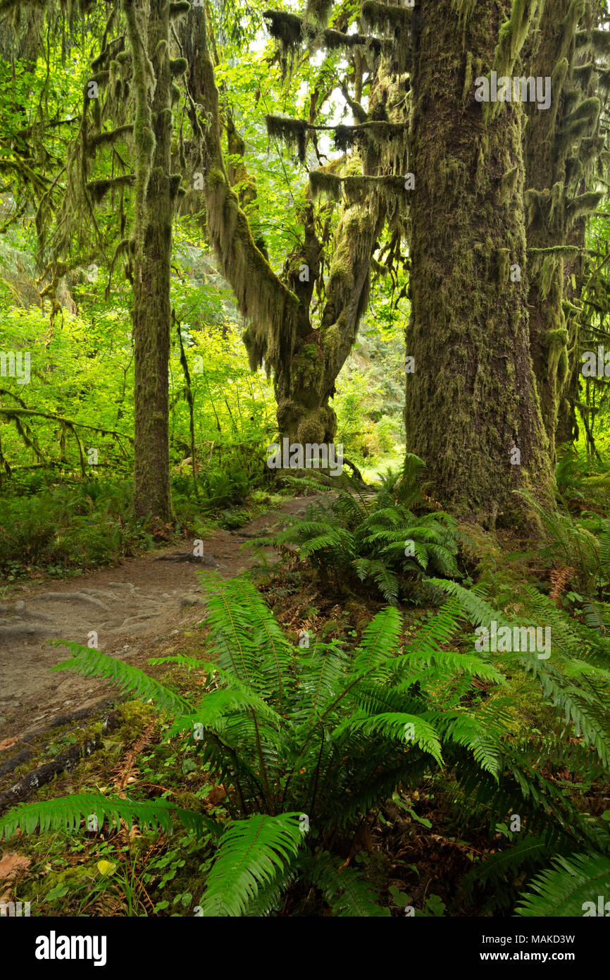 WA13991-00...WASHINGTON - Forest along the Hoh River Trail, passing between moss covered big leaf maple trees in Olympic National Park. Stock Photo