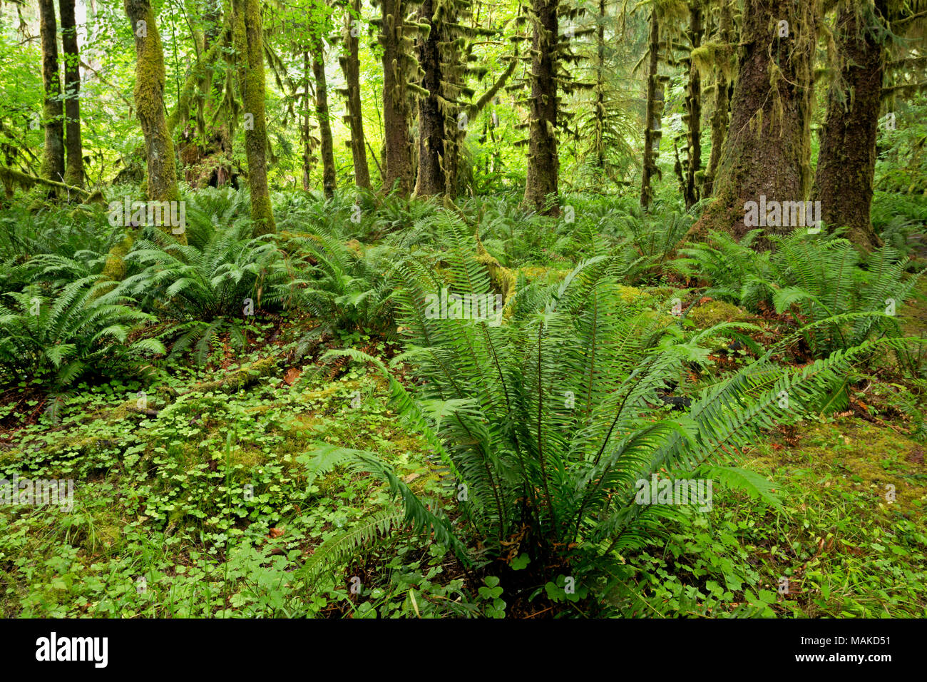 WA13993-00...WASHINGTON - Fern covered forest flower along the Hoh River Trail in Olympic National Park. Stock Photo